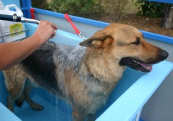 Dog in an Aussie Pooch Mobile Hydrobath