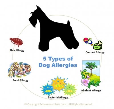 Allergies and Heat Related Problems | Aussie Pooch Mobile