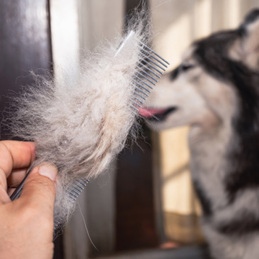 Shedding? How to Tame Your Furry Friend’s Hairball Habit