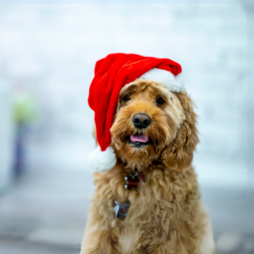 Thinking of a Furry Christmas Gift? A Guide to Responsible Pet Ownership